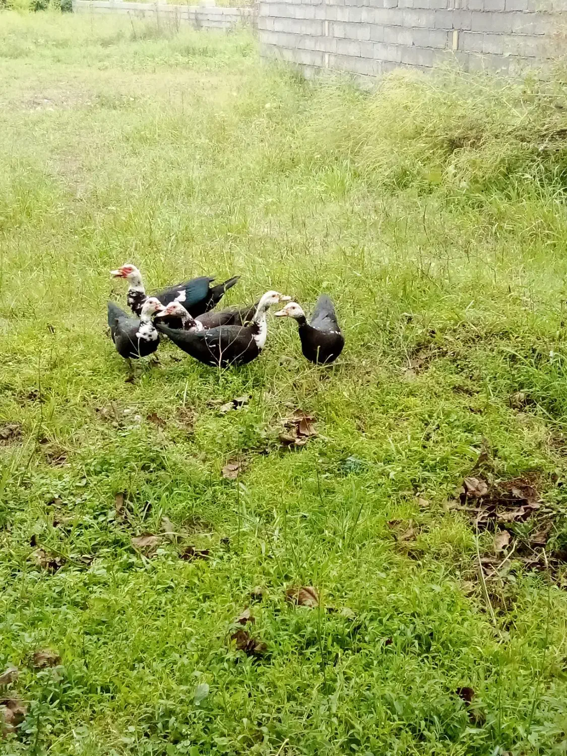 تخم اردک اسراییلی ومرغ|حیوانات مزرعه|رضوانشهر, |دیوار