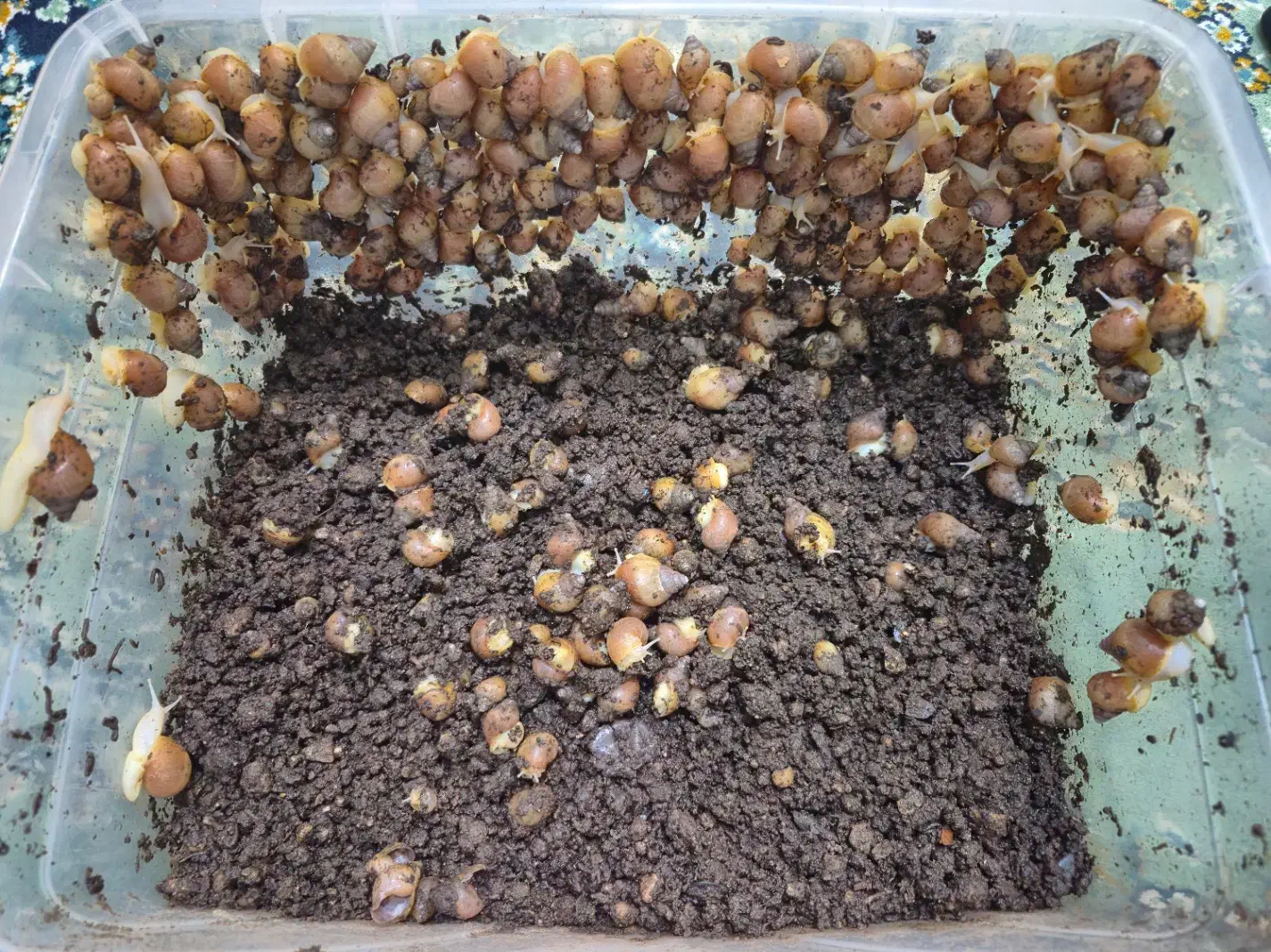 حلزون|خزنده|مشهد, شاهد (شهرک غرب)|دیوار