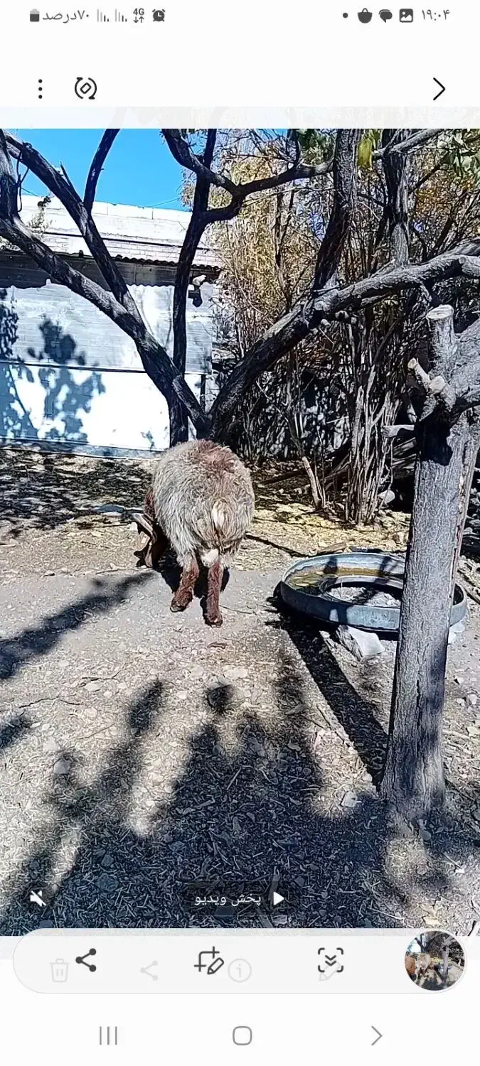 بره نر  دورگ چینی|حیوانات مزرعه|رابر, |دیوار