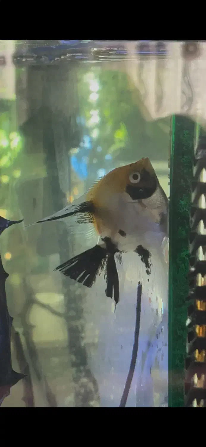 ماهی انجل ماده مولد|ماهی|مشهد, آزادشهر|دیوار