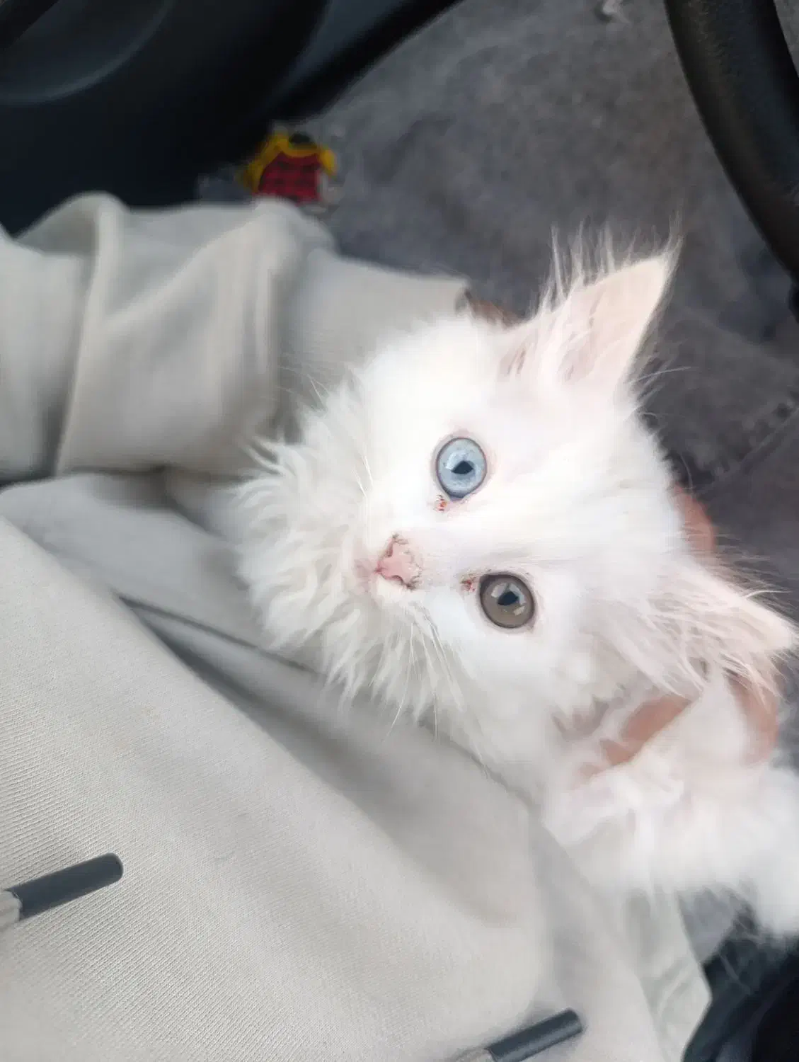 گربه|گربه|ابهر, |دیوار