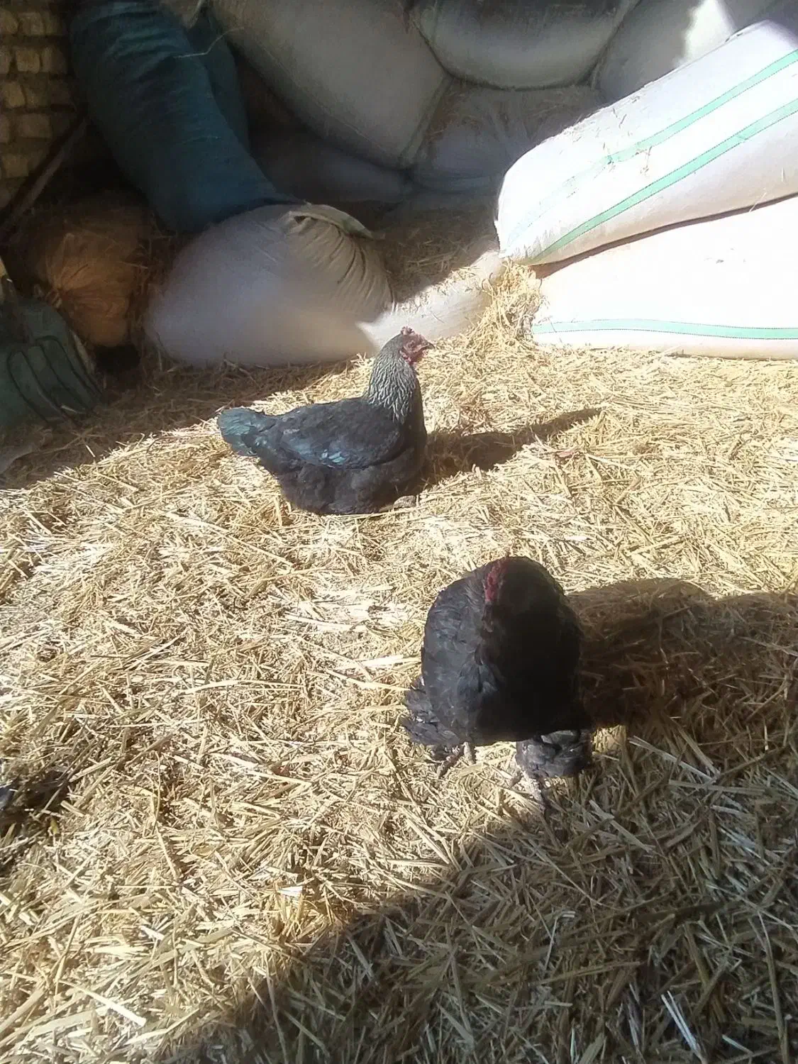 دوتامرغ خونگی|حیوانات مزرعه|محمدیه-قزوین, |دیوار