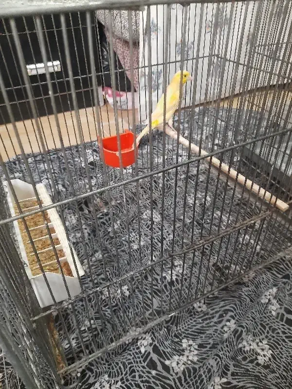 قناری نر و ماده|پرنده|الوند, |دیوار