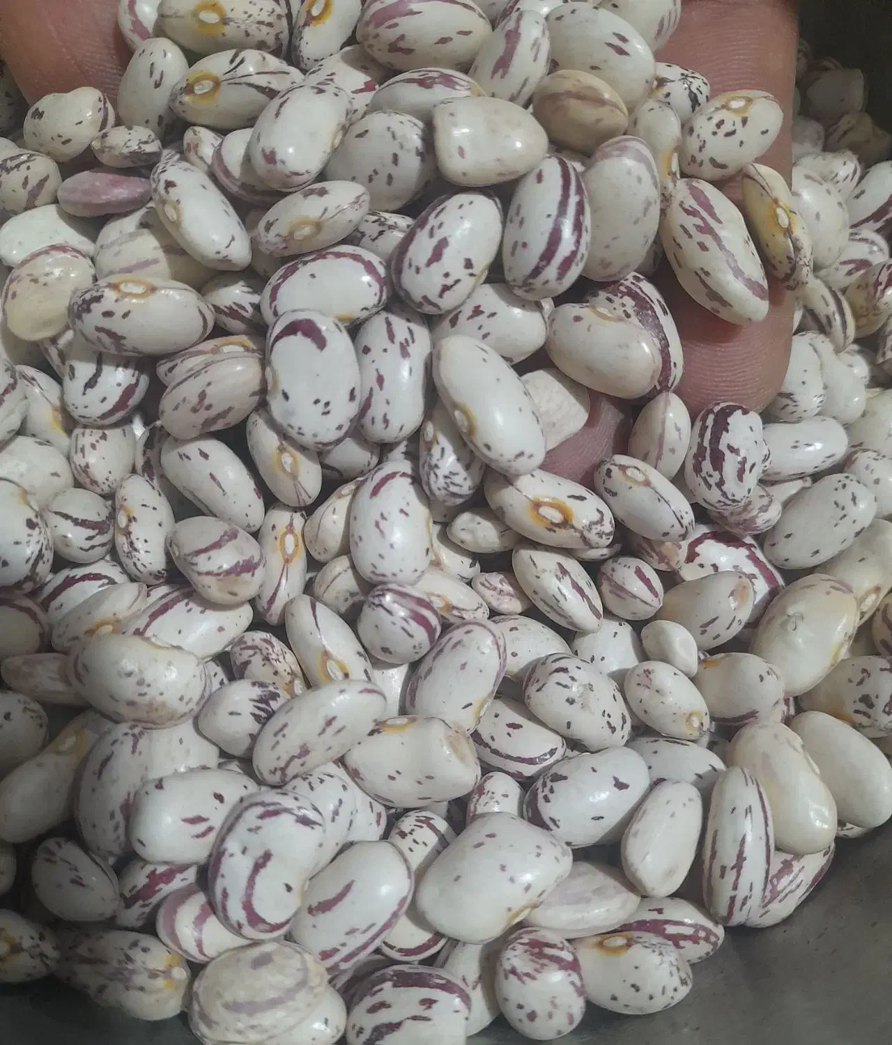 لوبیا چیتی و لوبیا قرمز ایرانی وانواع حبوبات|عمده‌فروشی|کرمان, |دیوار