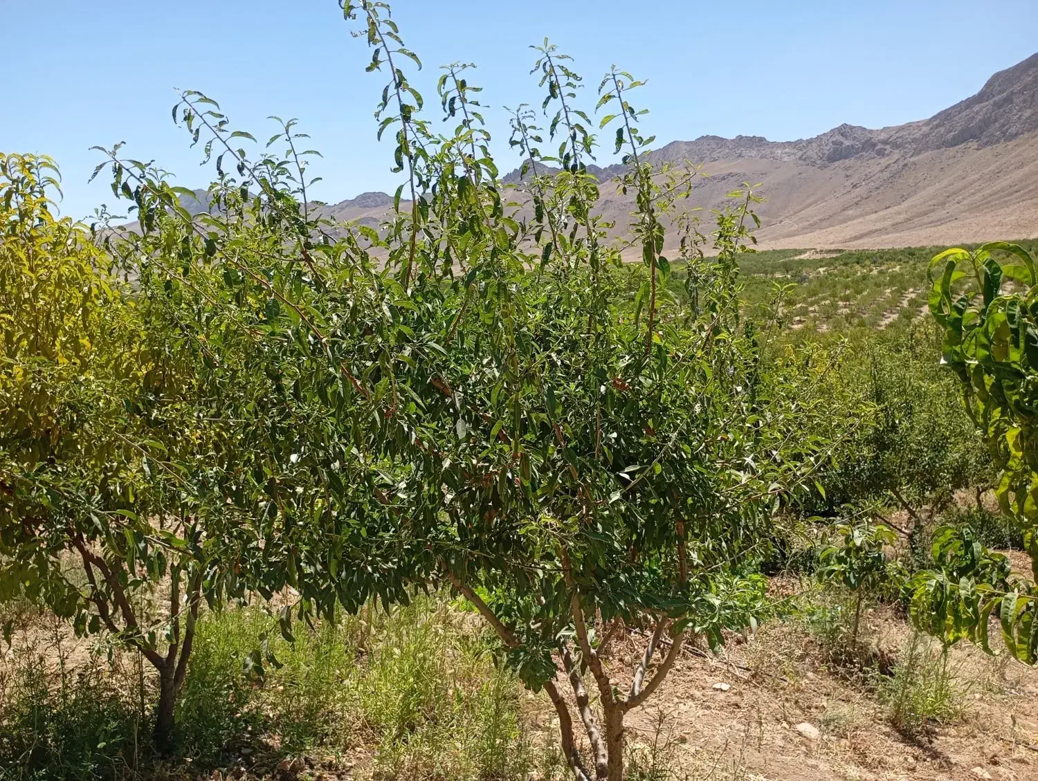 باغ ۵ جریبی بادام طرح باغ گستران|فروش زمین و ملک کلنگی|سامان, |دیوار