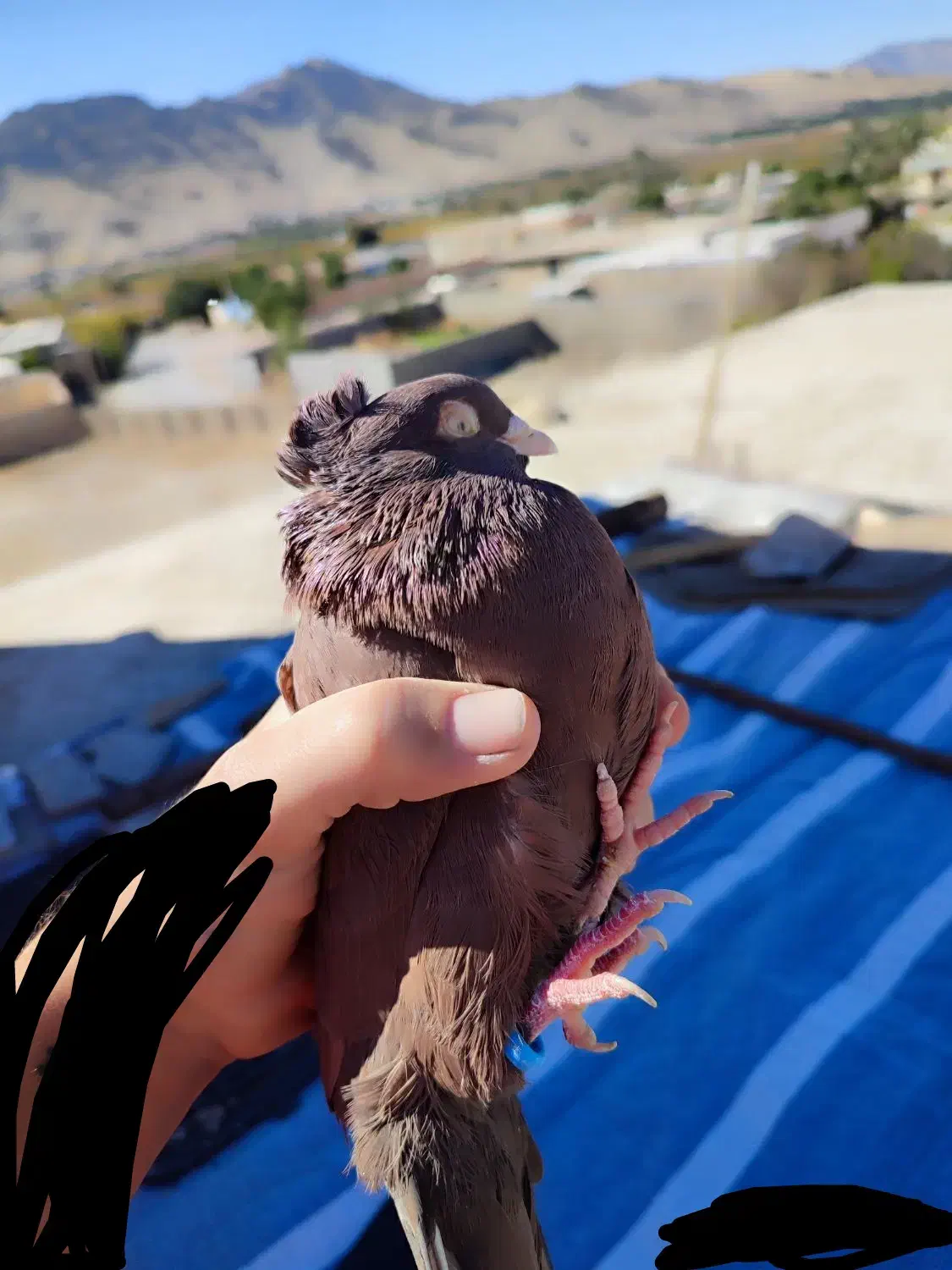 کفتر زاغ و سرخ آبادانی|پرنده|کوه چنار, |دیوار