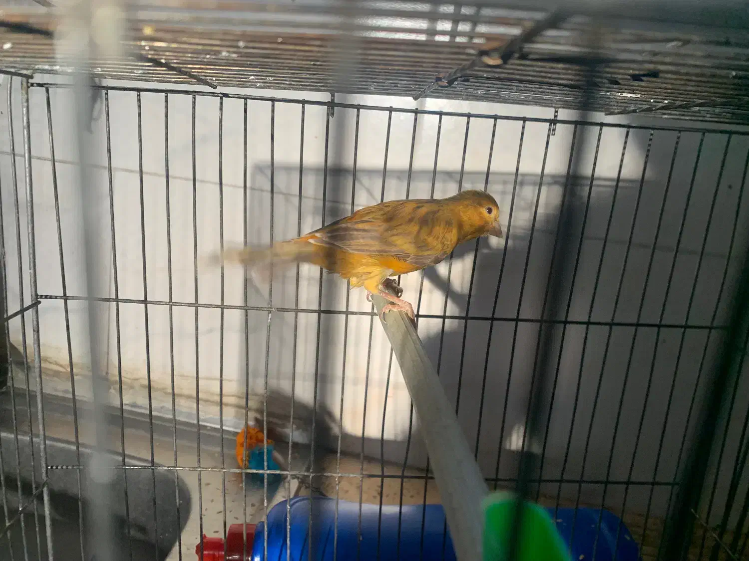 قناری نر|پرنده|آباده, |دیوار