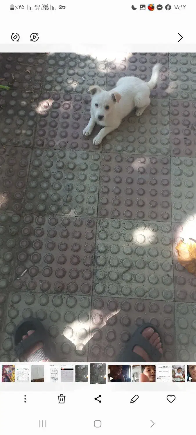 سگ پاکوتاه|سگ|خلخال, |دیوار