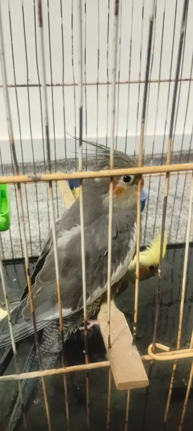 جوجه عروس هلندی|پرنده|مهران (ایلام), |دیوار