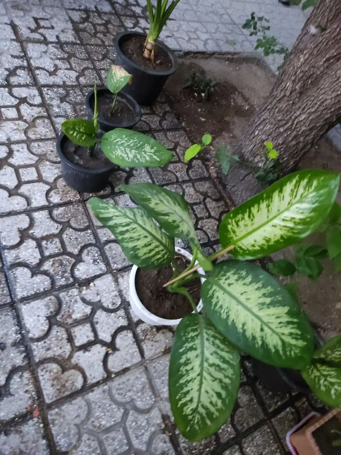 گل دیفین باغیا|گل و گیاه طبیعی|خوی, |دیوار