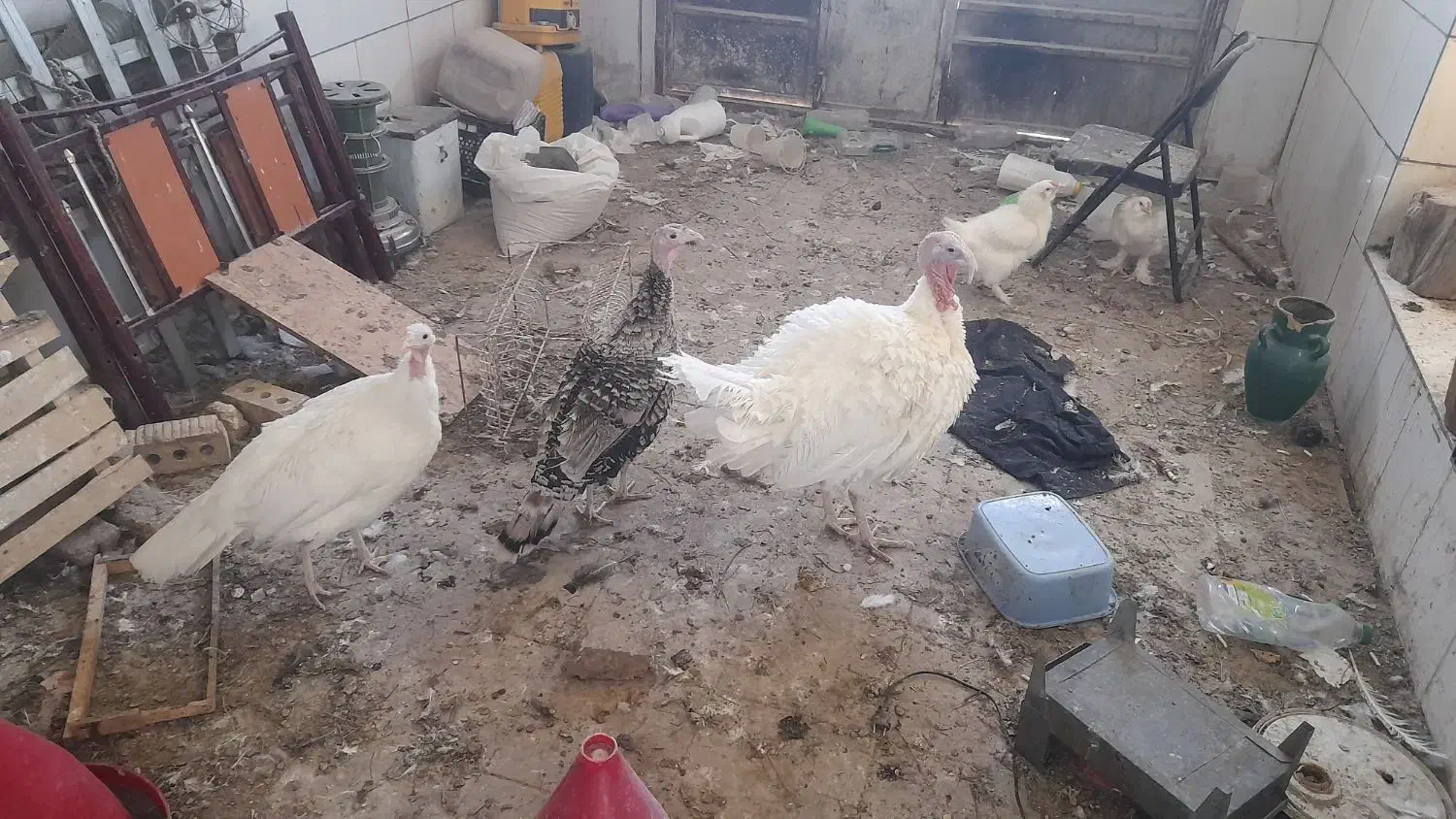 فروش بوقلمون|حیوانات مزرعه|فسا, |دیوار