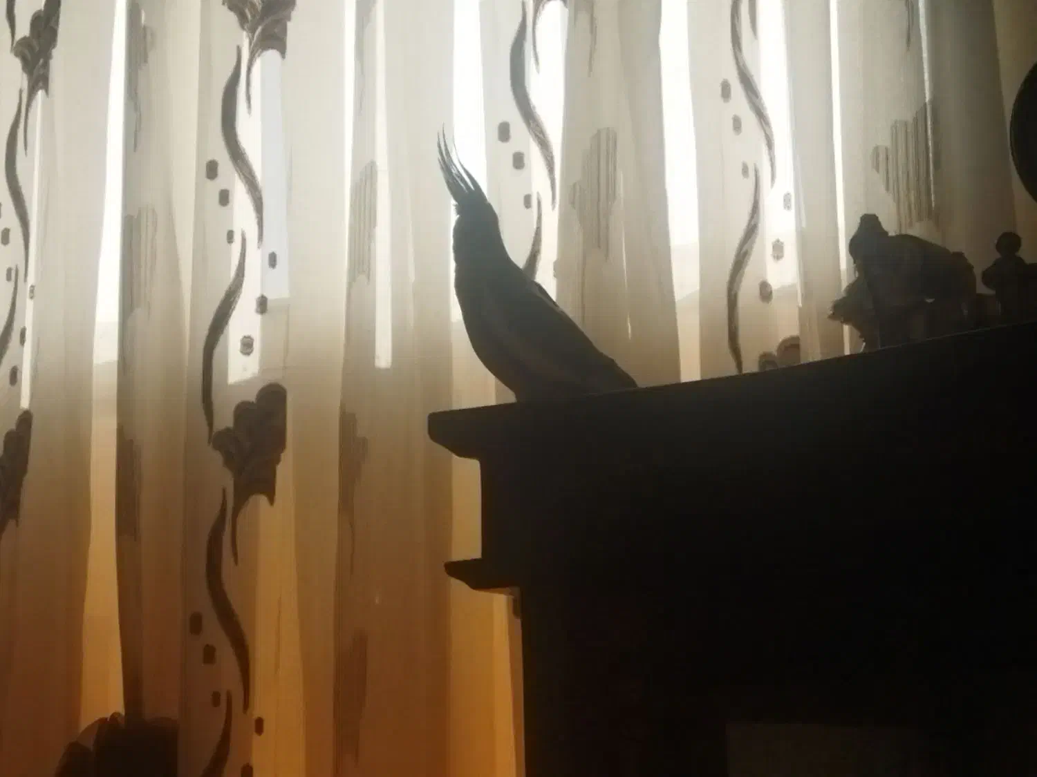 تعویض|پرنده|شاهینشهر, شهرک گلدیس|دیوار