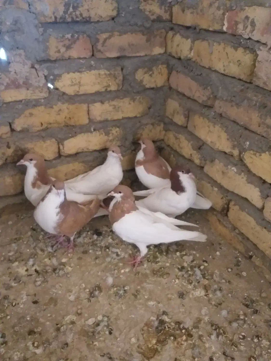 ۶عددشصتی ۳تا نر ۳ماده|پرنده|تاکستان, |دیوار