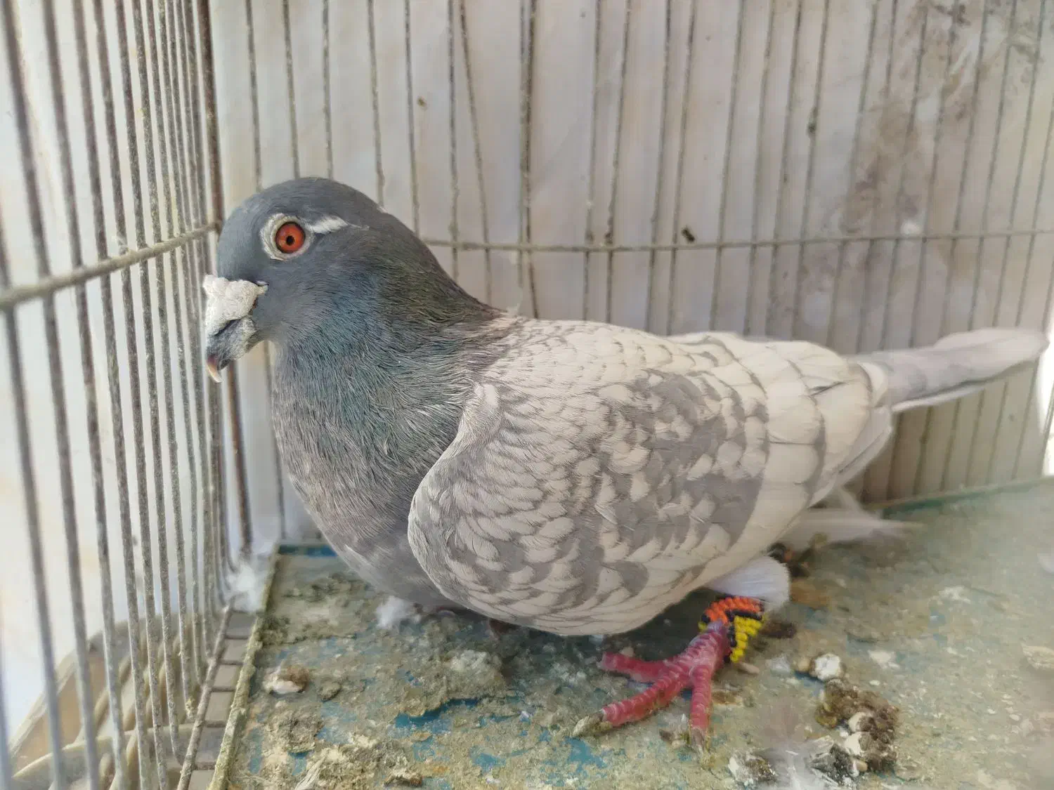 سه عدد پلاکی نر|پرنده|مرودشت, فرهنگ|دیوار