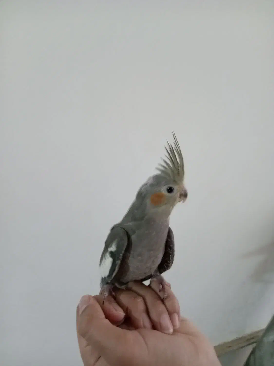 دو عدد عروس هلندی دستی و سالم|پرنده|نیشابور, ابراهیم ادهم|دیوار