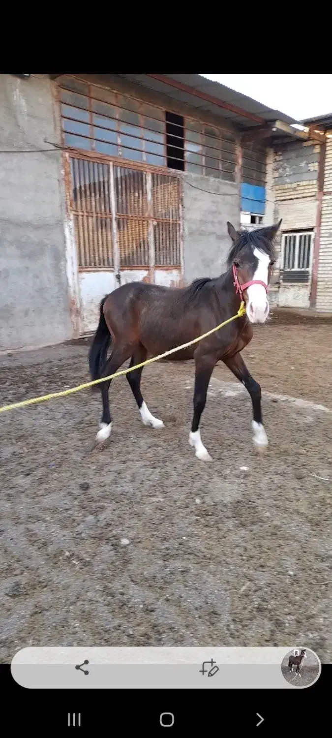 کره مادیون ۱سال نیم|اسب و تجهیزات اسب‌سواری|مشهد, ملک‌آباد|دیوار