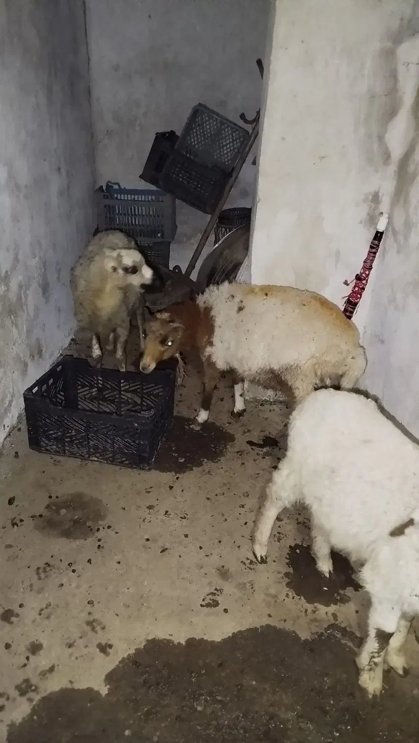 ۳عددگوسفند|حیوانات مزرعه|ماسال, |دیوار