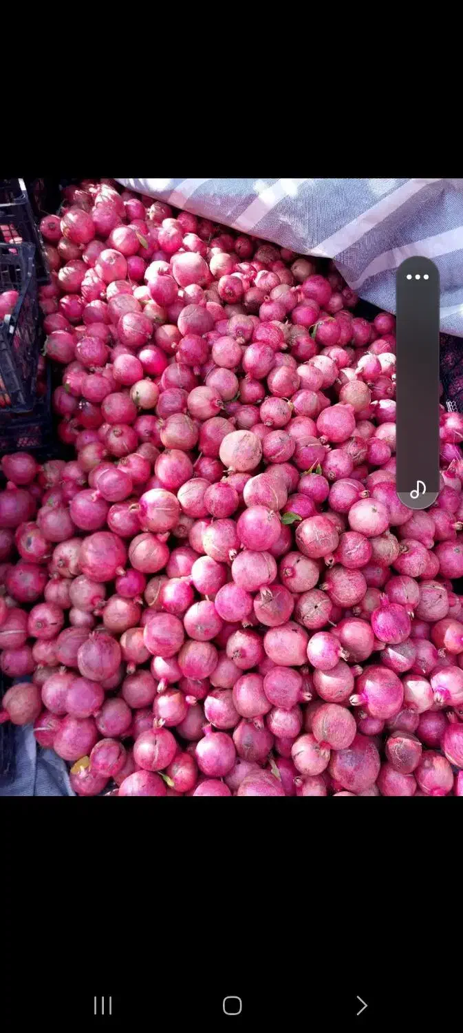 انار در کوهدشت منطقه طرهان کوشکی چعاپیت|عمدهفروشی|طرهان, |دیوار