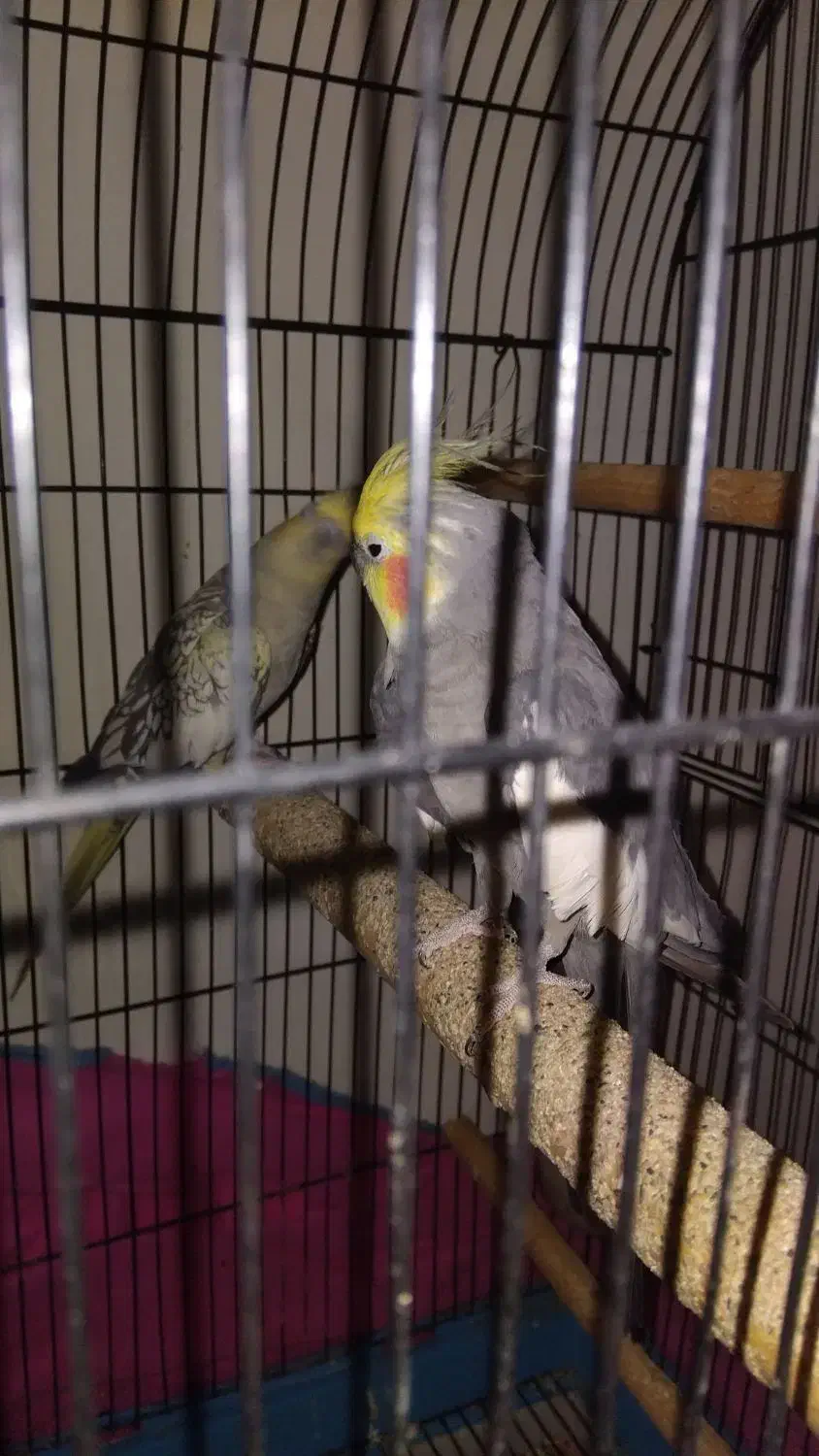 عروس هلندی جفت|پرنده|قم, ولیعصر|دیوار