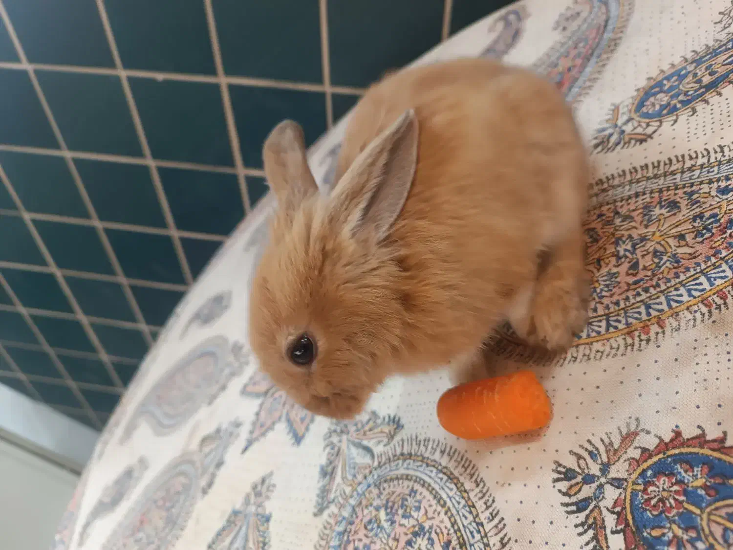 واگذاری بچه خرگوش|موش و خرگوش|نجف‌آباد, معرفت|دیوار