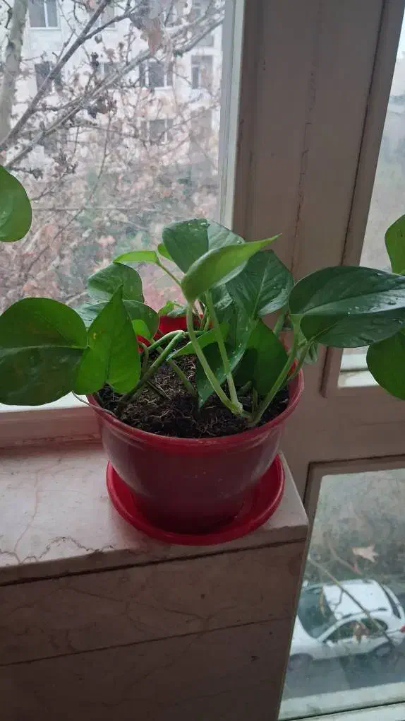 گلدون فروشی|گل و گیاه طبیعی|تهران, سوهانک|دیوار