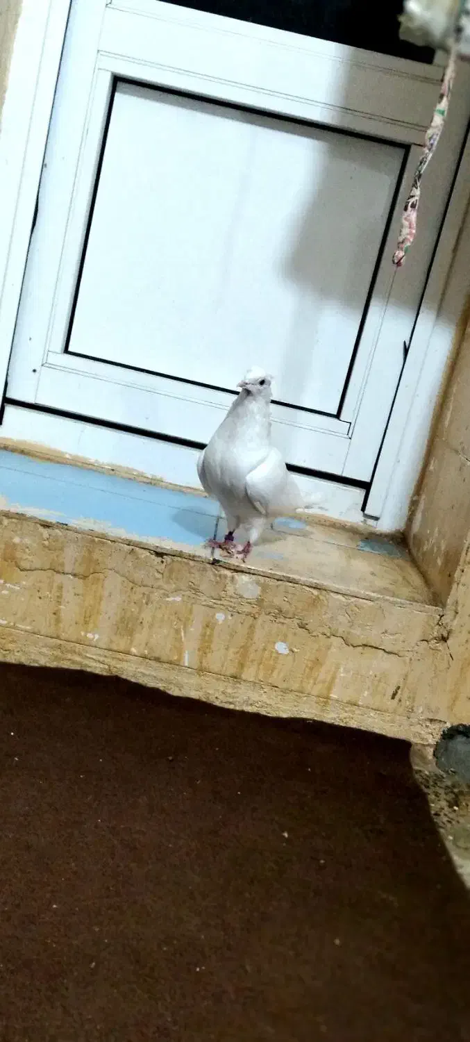 کبوتر سفید ماده|پرنده|چرداول, |دیوار