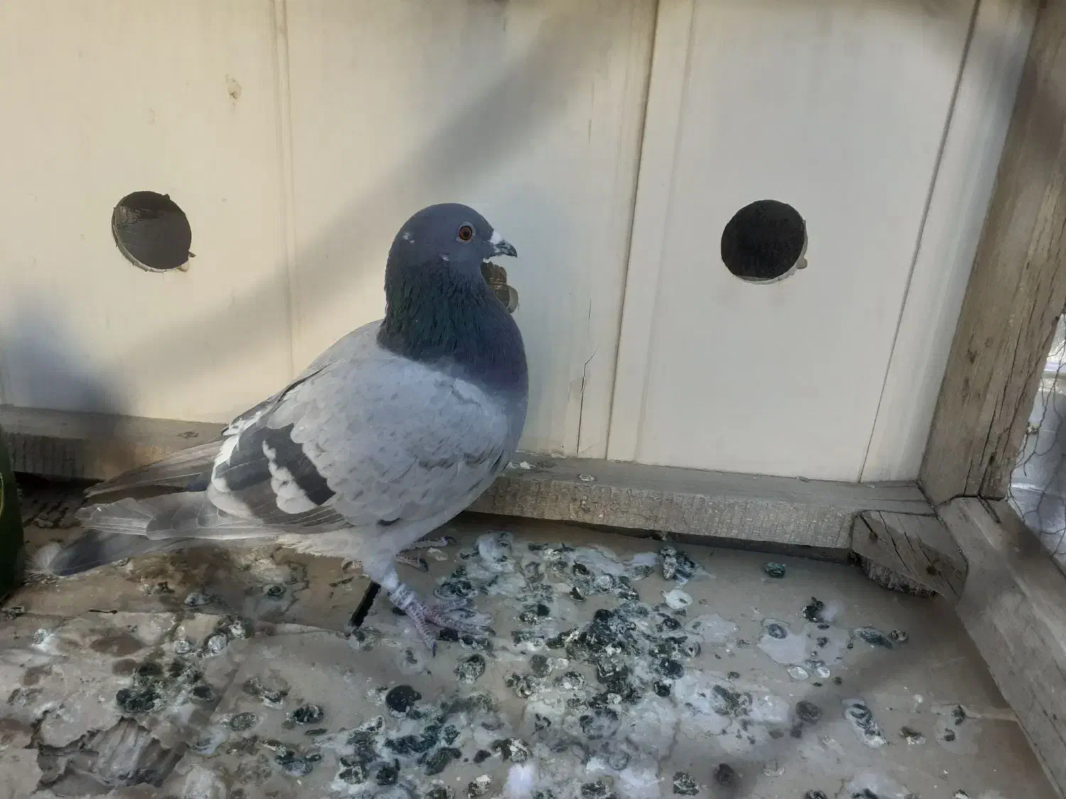 ماده پلاکی|پرنده|ملایر, |دیوار