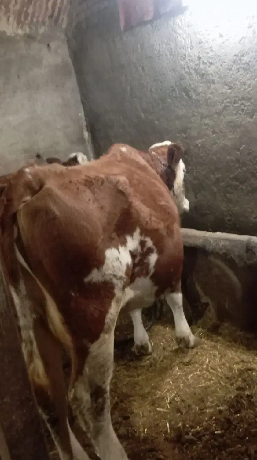 گاو ماده|حیوانات مزرعه|محمدبار, |دیوار