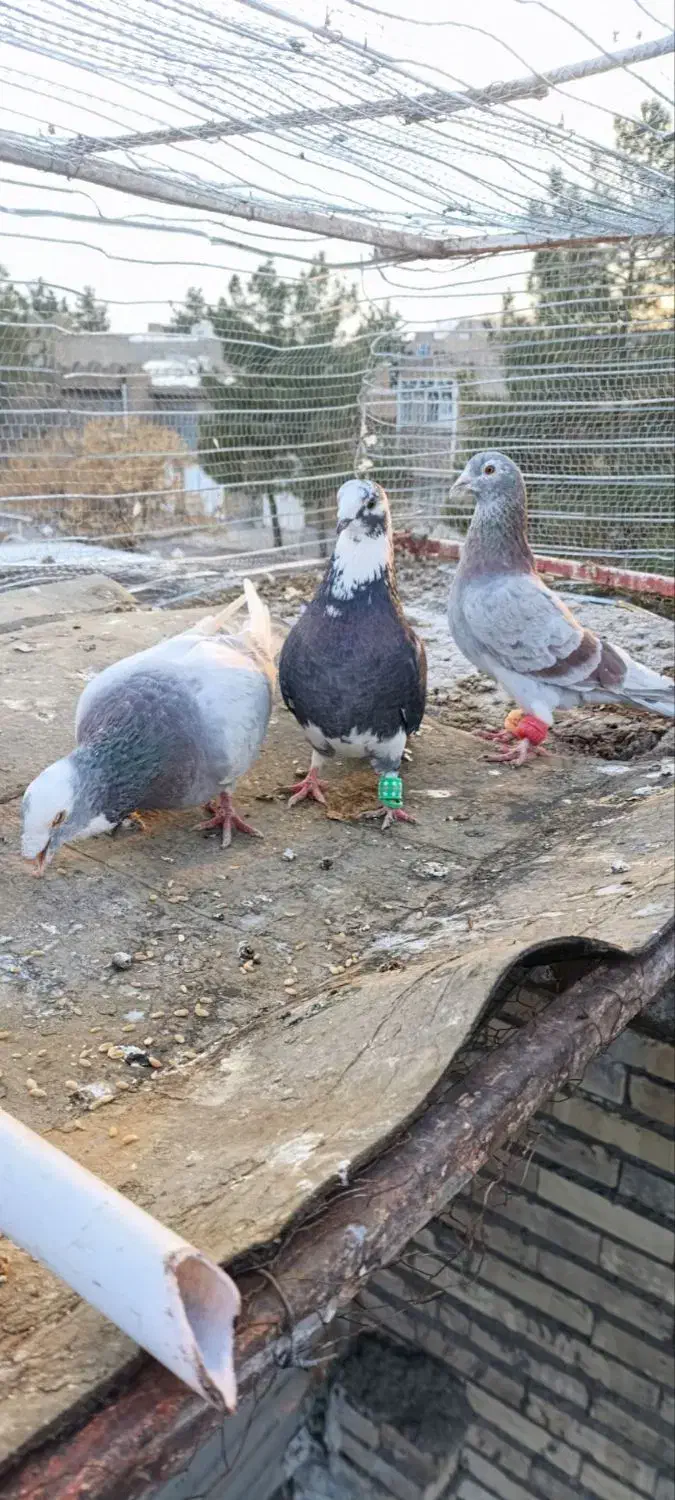 کفتر صید|پرنده|تربت جام, شهید غلام زاده|دیوار