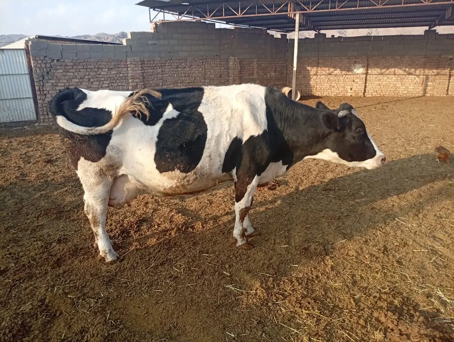 گاوشیری|حیوانات مزرعه|طاغنکوه, |دیوار