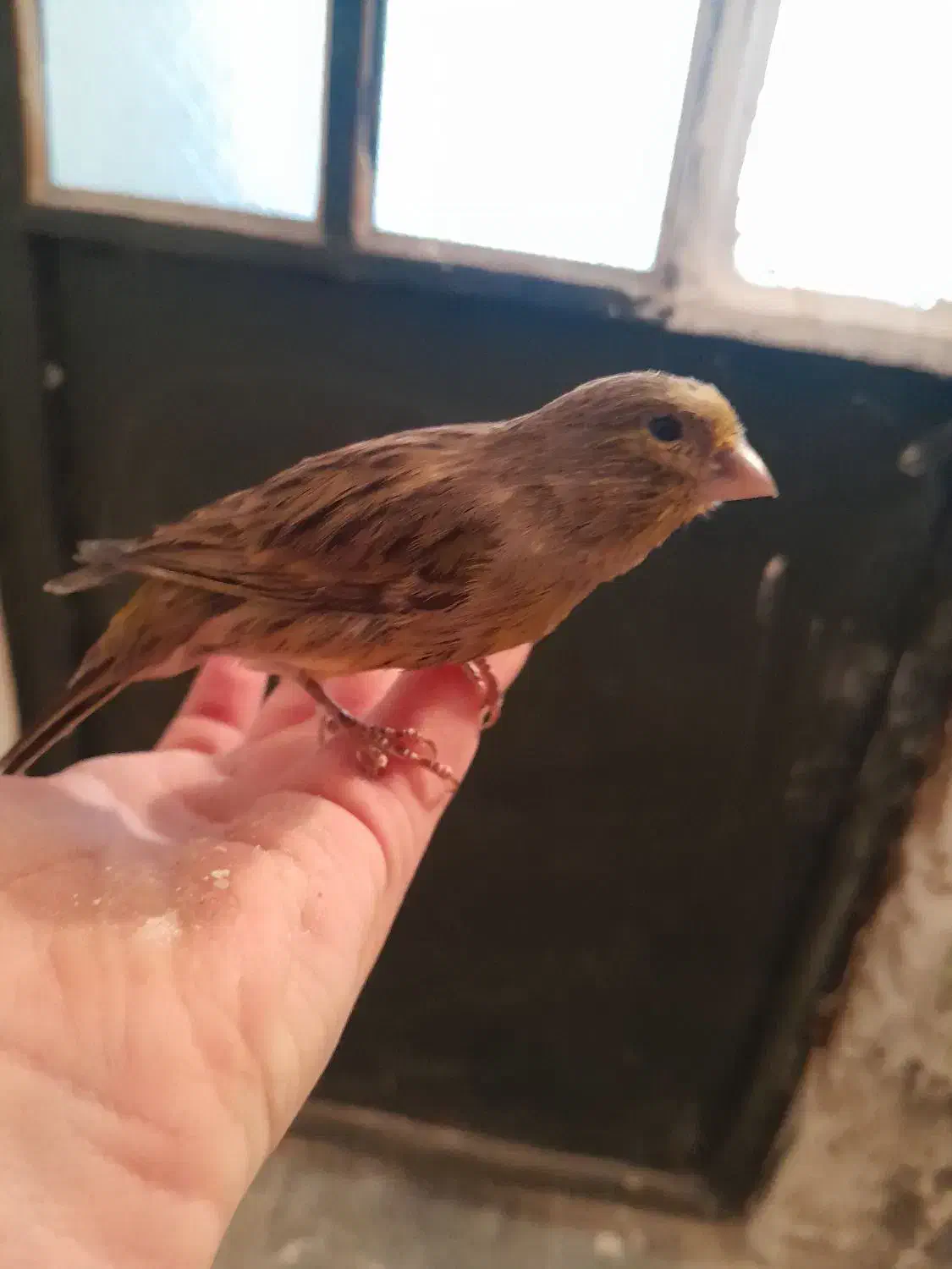 قناری دارچینی|پرنده|قزوین, |دیوار