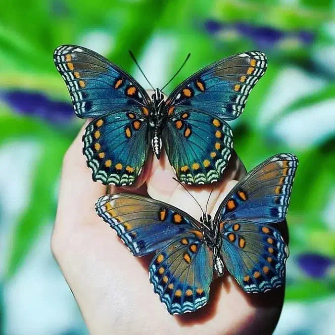 استخدام خانمهای خانه دارو علاقه مندان به کارانلاین|استخدام رایانه و فناوری اطلاعات|مریوان, |دیوار