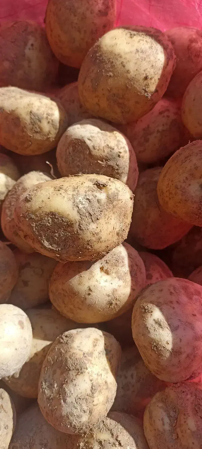 سیب زمینی|خوردنی و آشامیدنی|نظر کهریزی, |دیوار