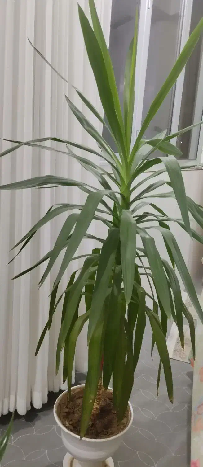 طبیعی و زیبا|گل و گیاه طبیعی|اهر, |دیوار