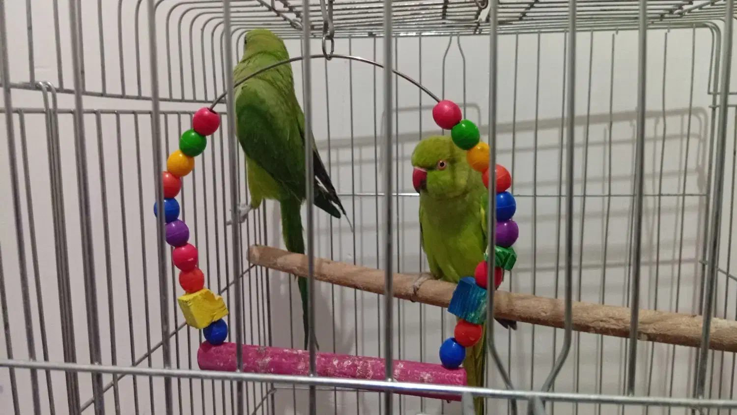 طوطی ملنگو جفت ملنگو|پرنده|سنندج, |دیوار