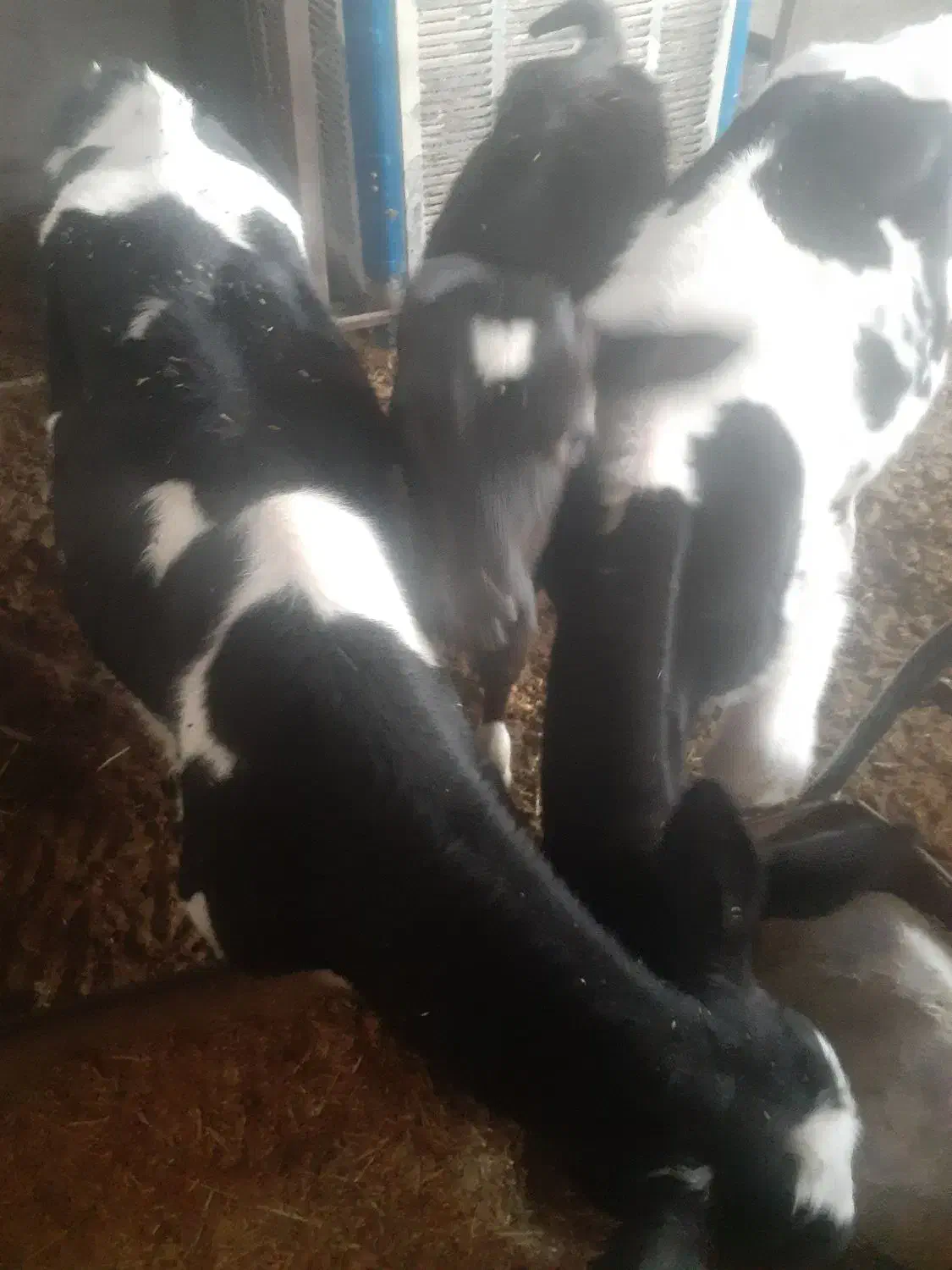 گوساله هلیشتان|حیوانات مزرعه|میبد, |دیوار