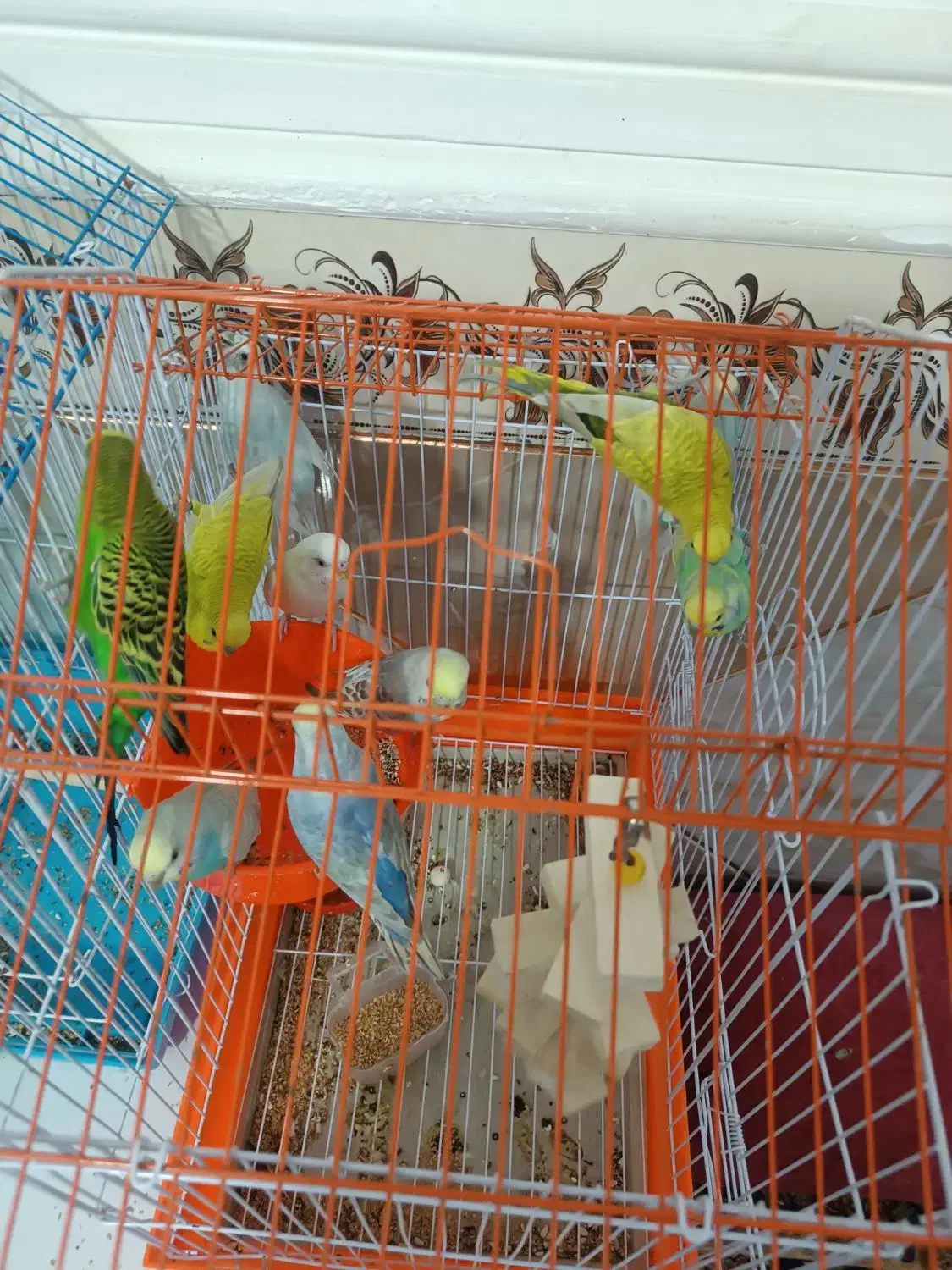 مرغ عشق|پرنده|ایرانشهر, |دیوار