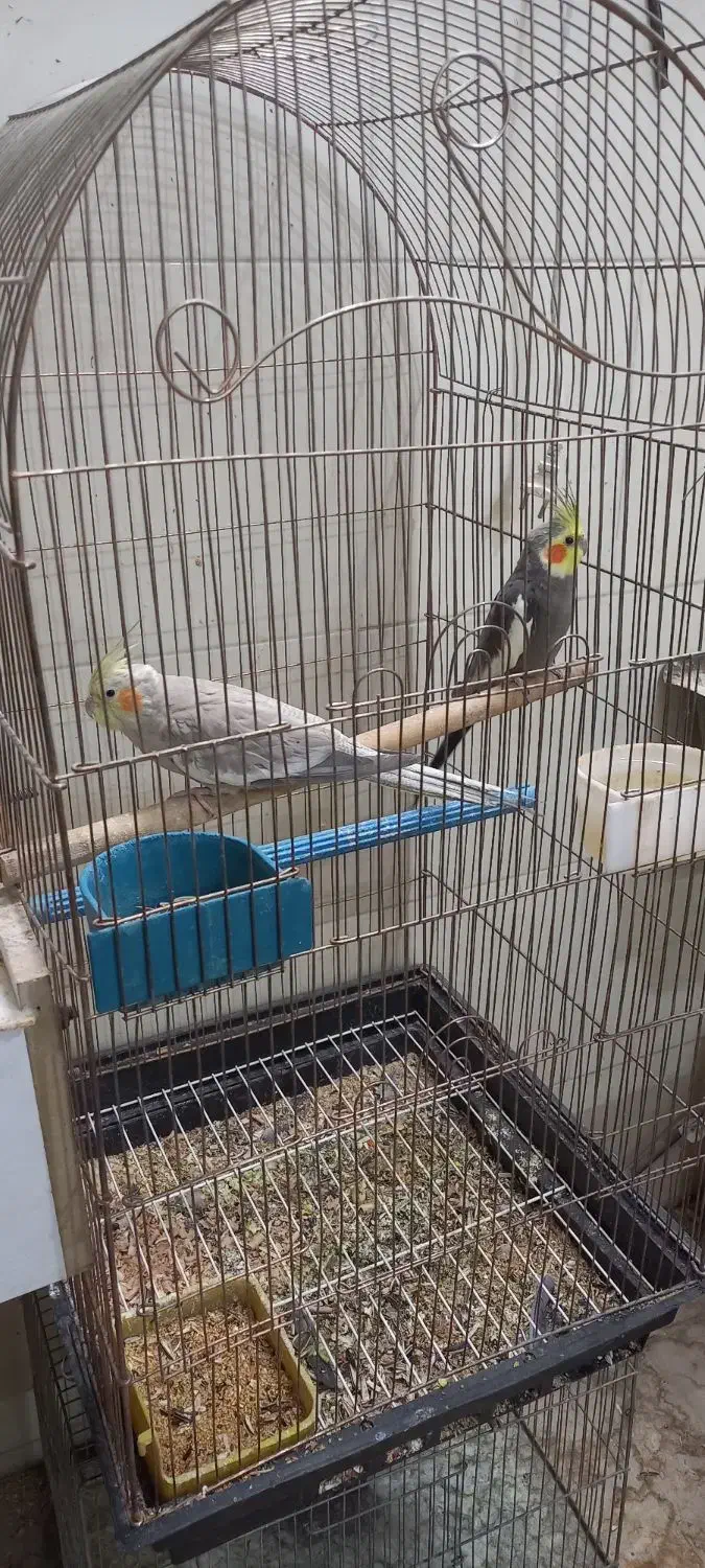 عروس مولدوزیبا|پرنده|اردکان, |دیوار