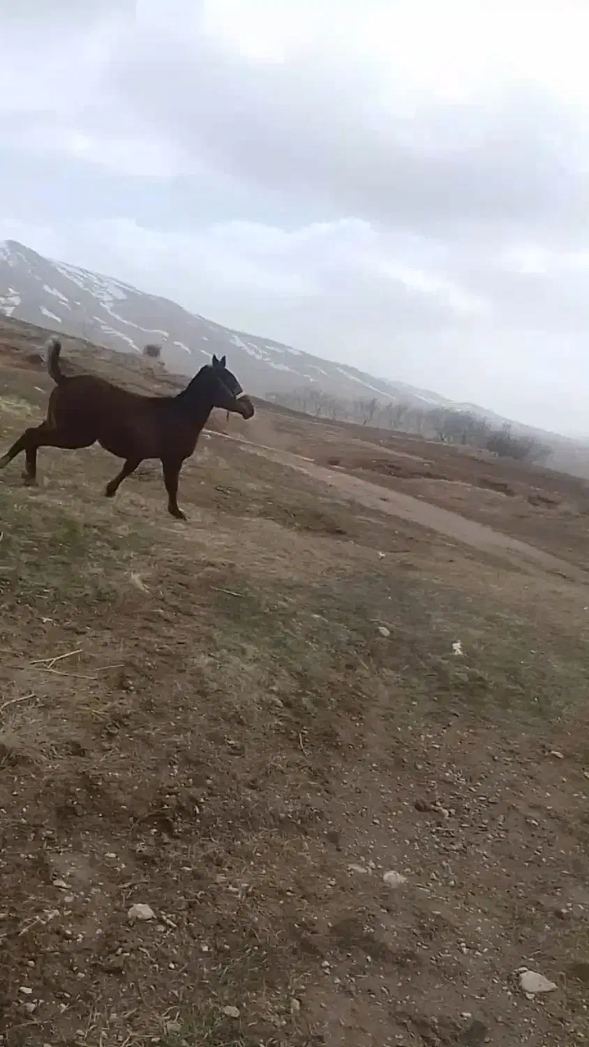 کره نریون|اسب و تجهیزات اسبسواری|خرمآباد, |دیوار