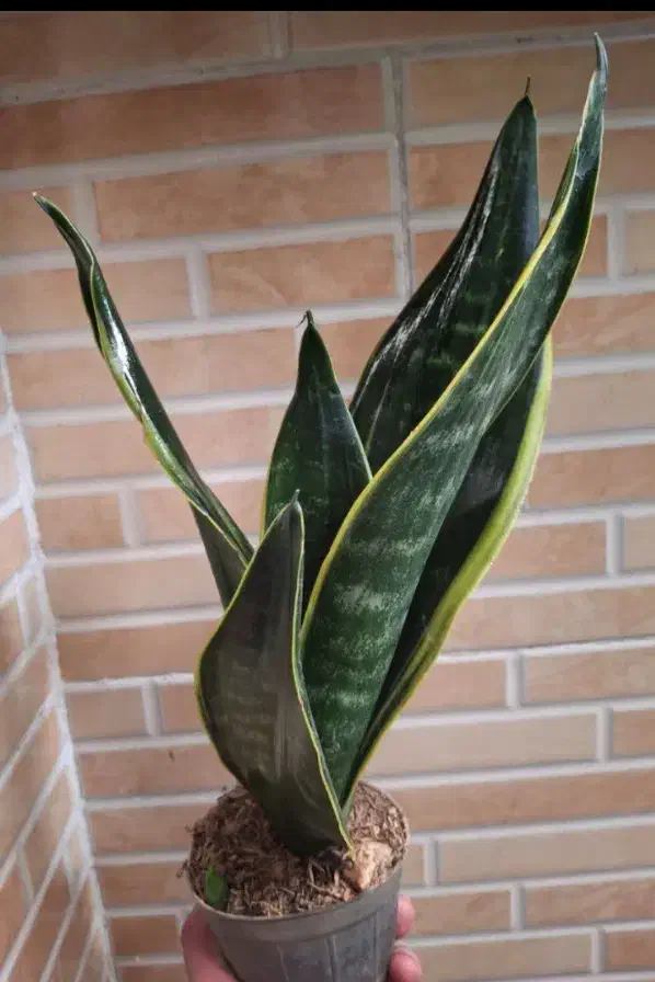 کالای منزل|کنسول، بازی ویدئویی و آنلاین|بروجرد, |دیوار