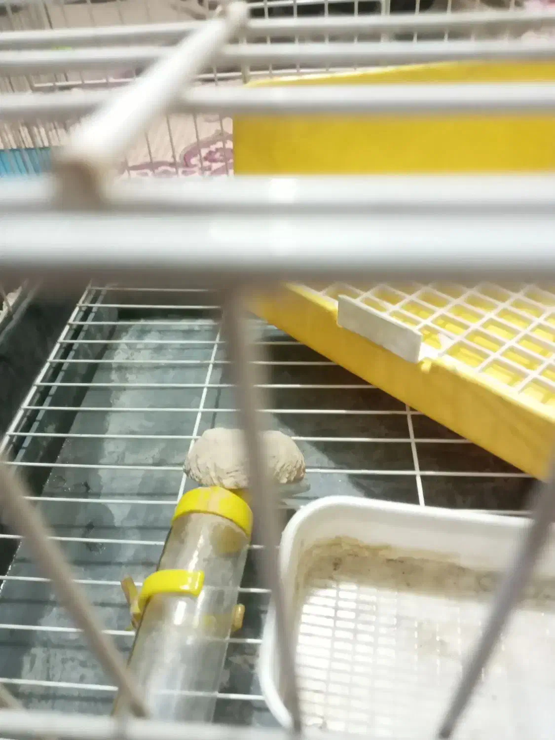 قفس خرگوش با لوازم جانبی در حد نو|لوازم جانبی حیوانات|تهران, جوادیه تهرانپارس|دیوار