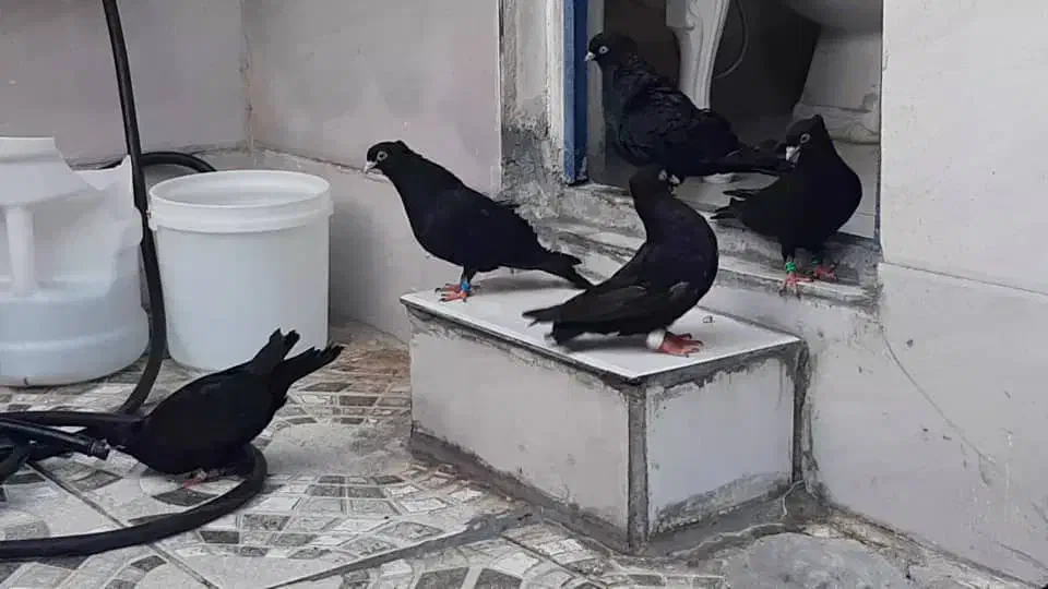 زاغ آبادانی|پرنده|کارون, |دیوار