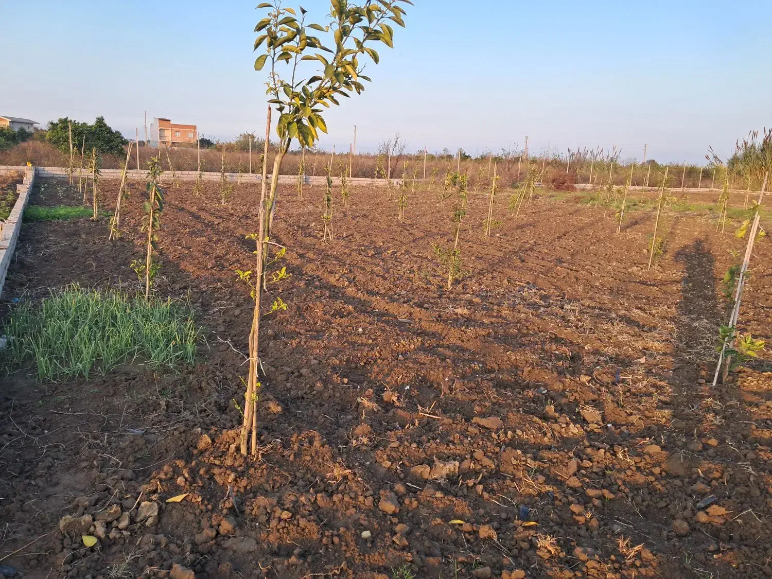 زمین باغی ۵۶۰ متری قیمت مناسب|فروش زمین و ملک کلنگی|کیاکلا, |دیوار