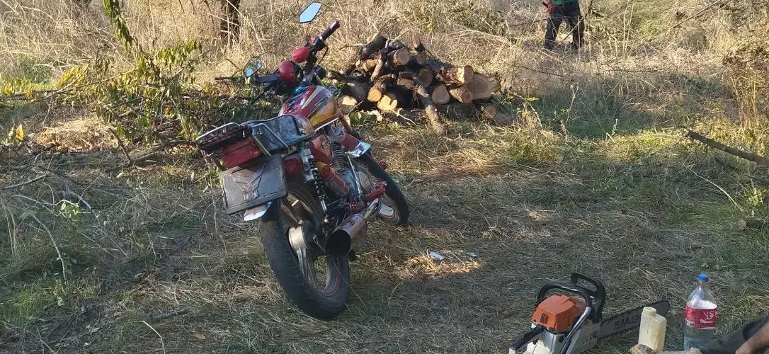 خرید چوب|خدمات باغبانی و درختکاری|محمدیه-قزوین, |دیوار