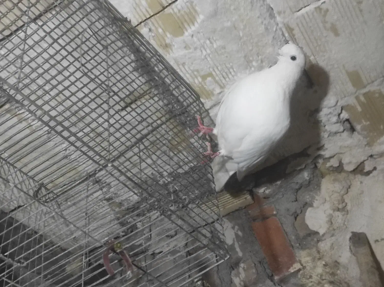 کبوتر|پرنده|تیکمه داش, |دیوار