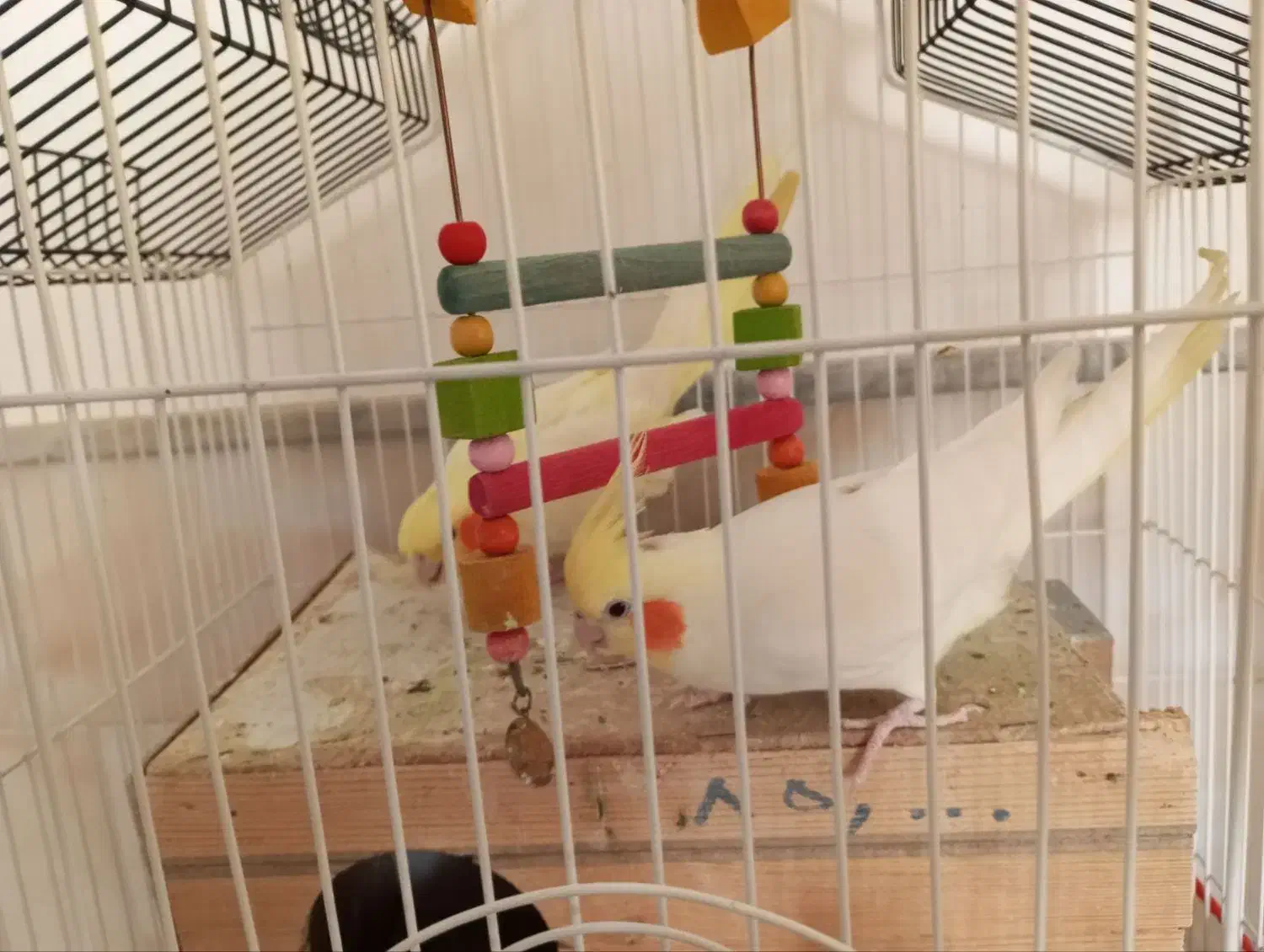 عروس هلندی|پرنده|زبرخان, |دیوار