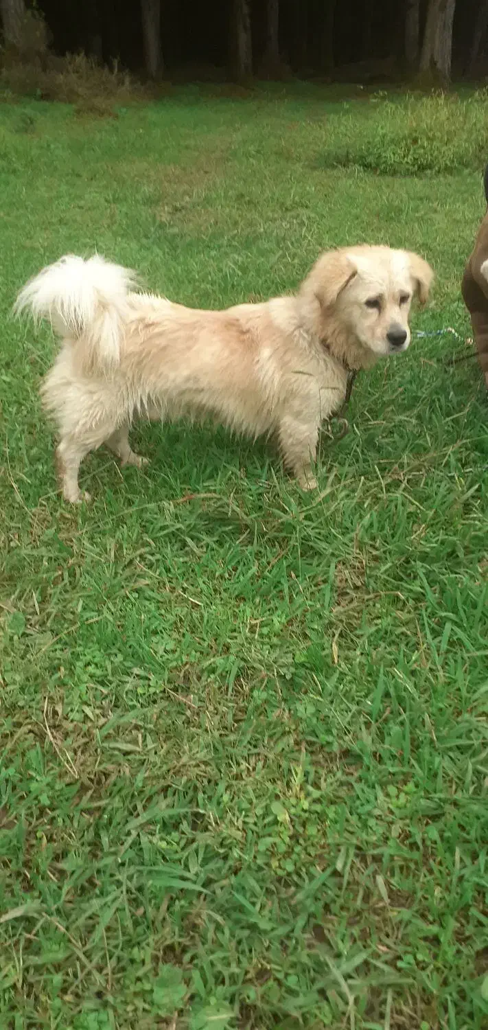 سگ خانگی|سگ|تالش, طولارود|دیوار