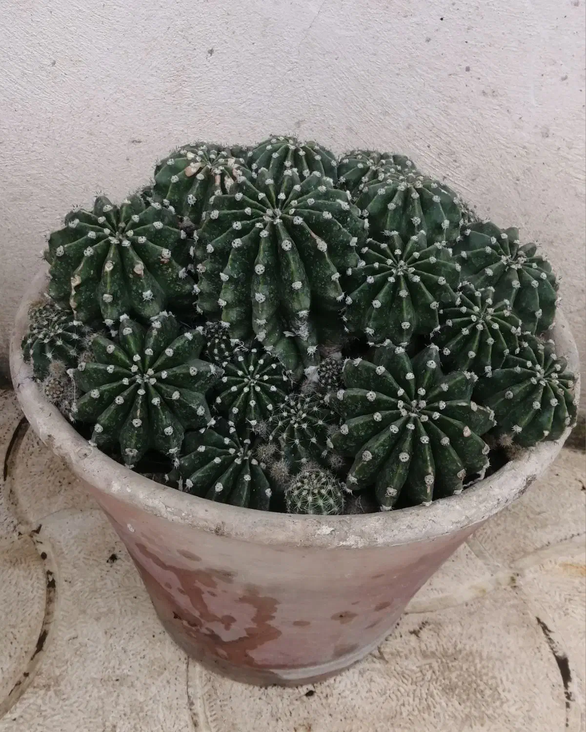 فروش کاکتوس آچینو (زیبا و کمیاب)|گل و گیاه طبیعی|اسالم, |دیوار