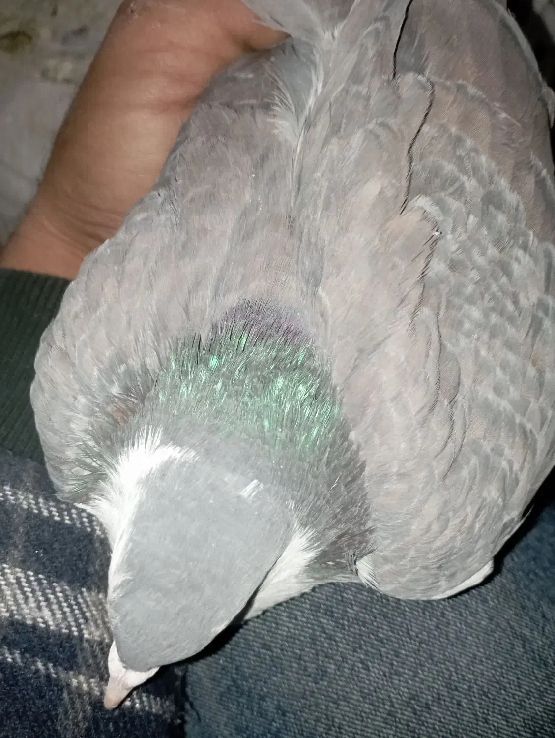 نر سیمونی|پرنده|اصفهان, اندوان|دیوار