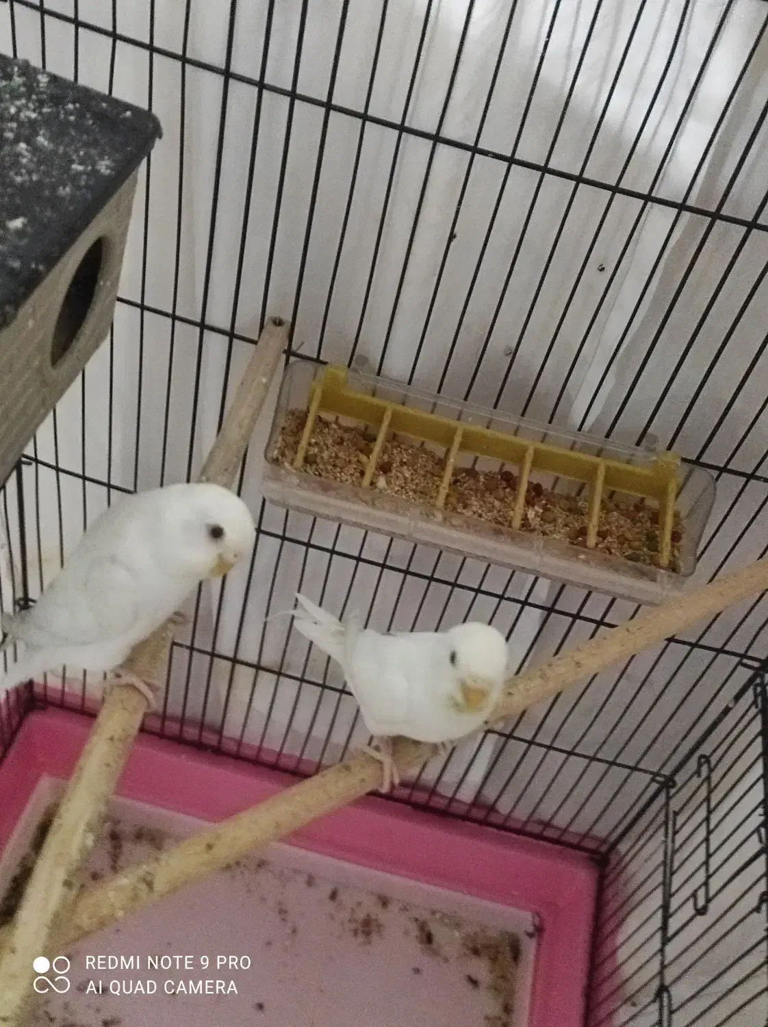 مرغ عشق|پرنده|مسجد سلیمان, |دیوار